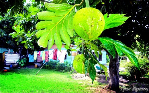The east side of the island doesn’t compare to the semi-luxurious eco-resort on the west side of the island. On the east side of the island Wayalailain’s manage their survival through traditional ways of life. These activities include: fishing, gardening, making curios and Fijian clothes for tourists. There are numerous houses made out of wood and corrugated iron and plenty of traditional Fijian Lovo’s.  (Fijian Lovo’s are holes in the ground used for cooking food with banana leaves and coals.) Villagers also produce Kava, which is one of the highest selling tourist commodities in the Fiji Islands. (Kava is the root of a pepper plant that is ground into fine powder and then drunk.)		
While walking through the village we are intersected by a group of vibrant school children, waving and cheering “Bula, Bula”. Barry the Chief’s son tells us on Wayalailai Island, education is of the utmost importance. “Here children cannot go to the mainland to attend good schools, so we must educate them ourselves. The future of Wayalailai is through the education of our children.” 

