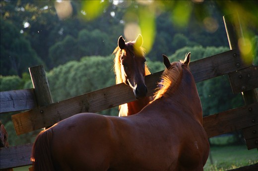 Shots on horses raised in the countryside along the way.I was lucky to get this shot as it was hard to get a close range shot on horses in country side.