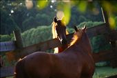 Shots on horses raised in the countryside along the way.I was lucky to get this shot as it was hard to get a close range shot on horses in country side.: by tijo, Views[298]
