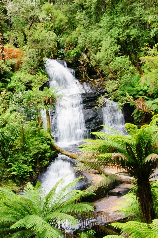 Otway falls on the way to great ocean drive.again spectacular.It was a long way down and round the stairs and finding this short was a worthy one.