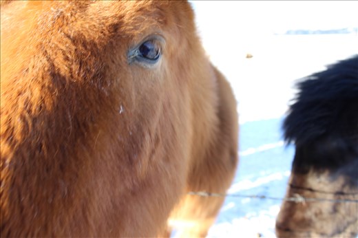 Icelandic Horses