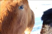 Icelandic Horses: by tiltingwindmills, Views[423]