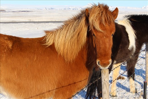 Icelandic Horses