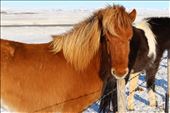 Icelandic Horses: by tiltingwindmills, Views[458]