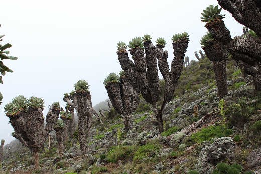 Giant Senecios