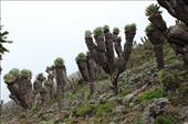 Giant Senecios: by tiltingwindmills, Views[289]