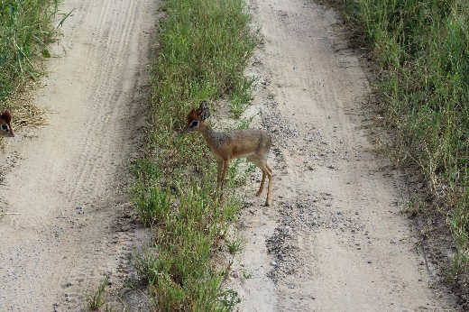 Dik Dik