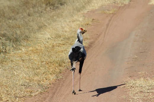 Serengeti NP