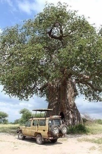Tarangire NP