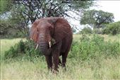 Tarangire NP: by tiltingwindmills, Views[119]