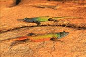 Lizzards: by tiltingwindmills, Views[305]