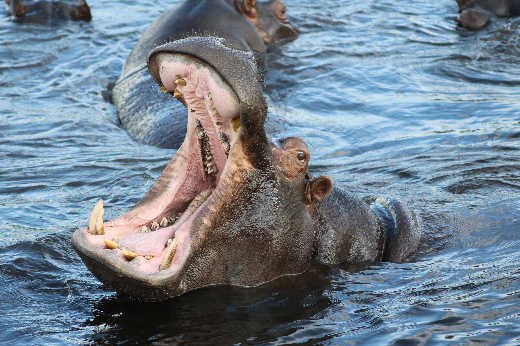 Chobe National Park, Botswana