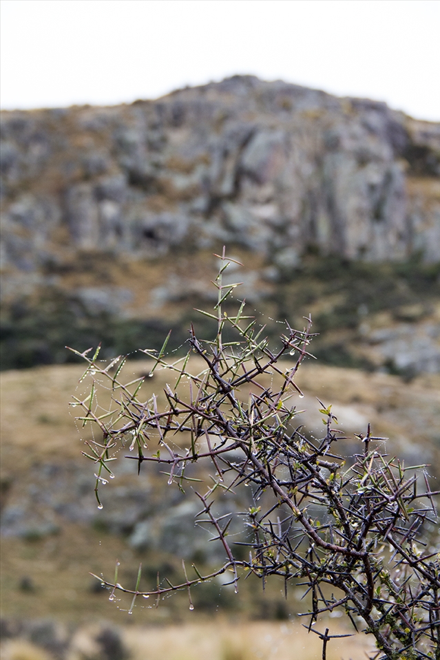 Matagauri Bush. You must overcome many obstacles on the way to the top.