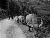 The Water Buffalo is still the number one draft animal in Sa Pa.: by timdk, Views[473]