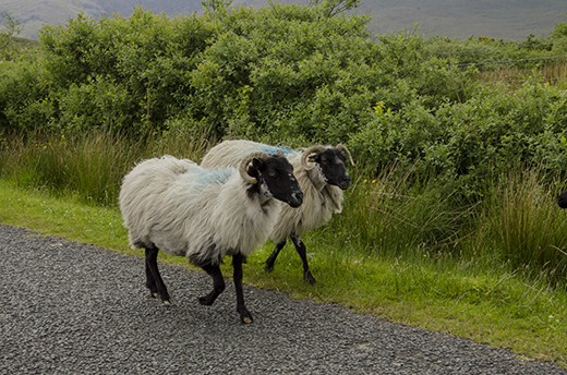 sheeps Road