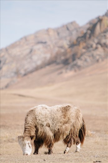 A yak attempt to gain as much nourishment before the winter weather sets in