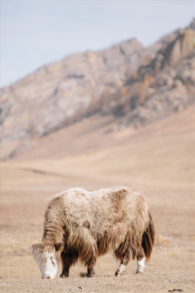 A yak attempt to gain as much nourishment before the winter weather sets in
