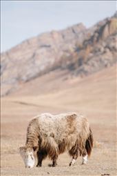 A yak attempt to gain as much nourishment before the winter weather sets in: by timfrawley, Views[273]