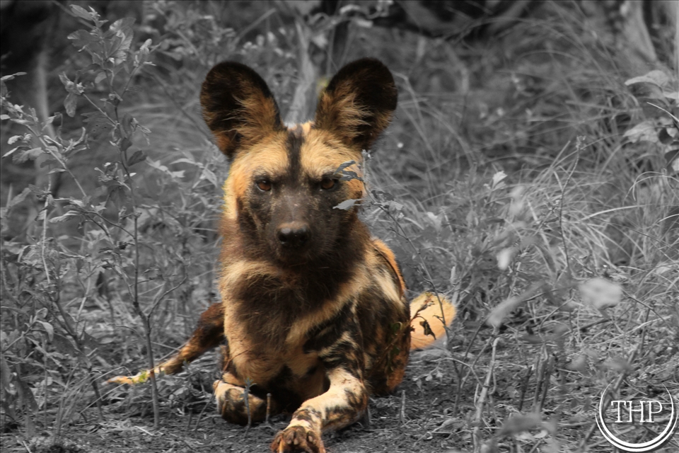 Staring straight down the barrel