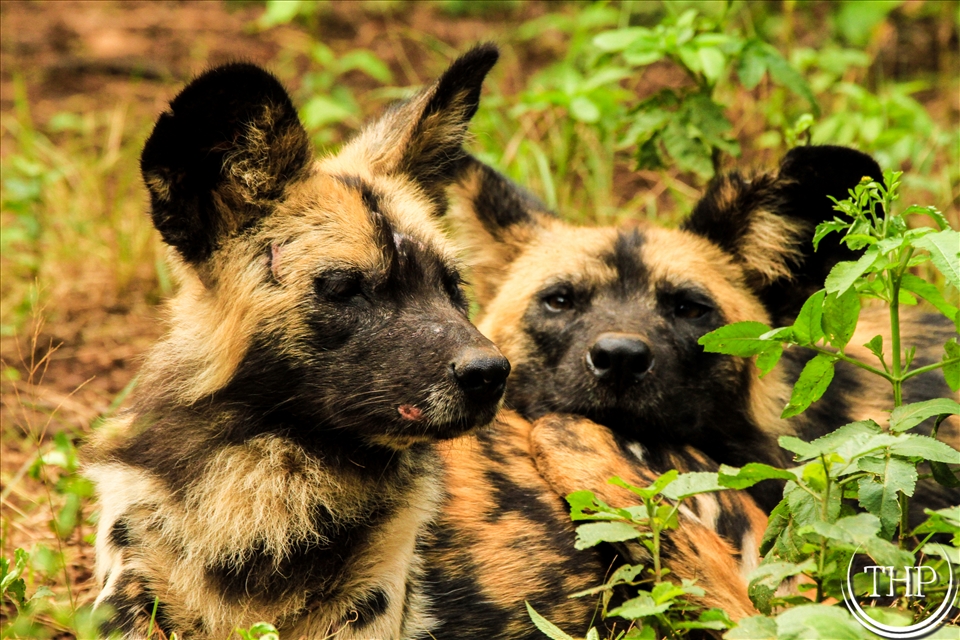 a pair of african wild dogs