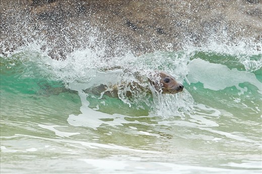 A grey seal surfs playfully in the evening tide.