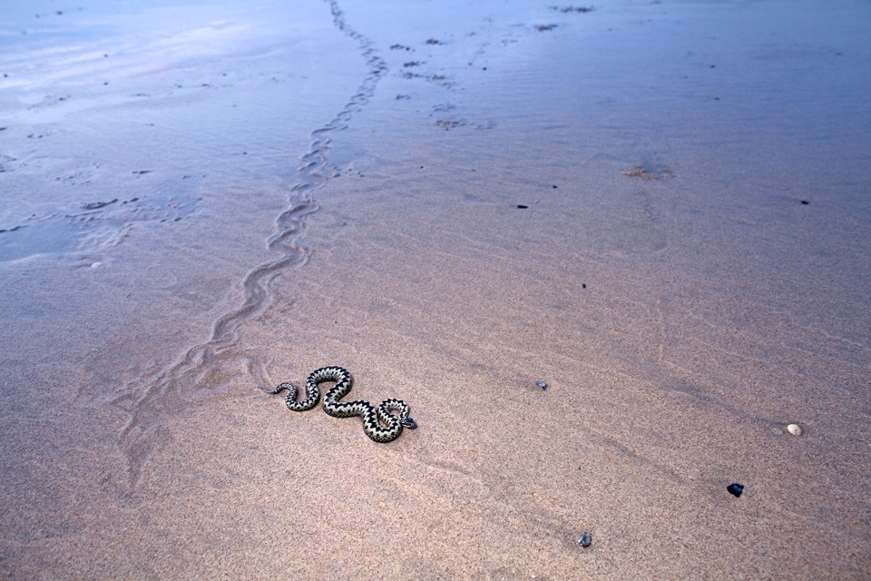 An unusual visitor to this part of the beach. This adder and its trail went hundreds of meters across the beach. The incoming tide threatened its survival.