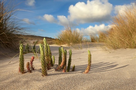 Sea spurge (three inches high) grows in the sand dunes behind the beach. I wanted to show the smallest landscapes concealed within the landscape rather than a grand scale view where most of the life would go unseen in the image. The plant resembled cacti in a desert landscape.