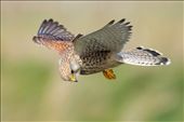 A hunting kestrel, hovers above the landscape, waiting for a sign of life below.: by timhunt, Views[287]