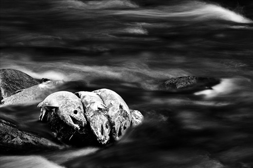 After avoiding hungry predators like seals, wolves and bears on their upstream migration to spawn and die, the carcasses of chum salmon are swept downstream and pile up on a boulder. Bears and scavengers spread salmon carcasses into the surrounding forest, where the nutrients from their decaying bodies will fertilize the trees. Meanwhile the forest regulates the waters that rear the next generation of salmon. Ocean and forest are not distinct entities here -  they nourish each other in a continuum.  