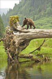 In the heart of British Columbia's Great Bear Rainforest, a young female grizzly bear explores a fallen log.  The Great Bear is the largest piece of coastal temperate rainforest left on Earth. While grizzlies have been eradicated from most of their former range in North America, this region is one of their remaining strongholds. With an abundance of food,  grizzlies in this region are larger and live in much higher densities than in other regions.   : by timirvin, Views[1142]