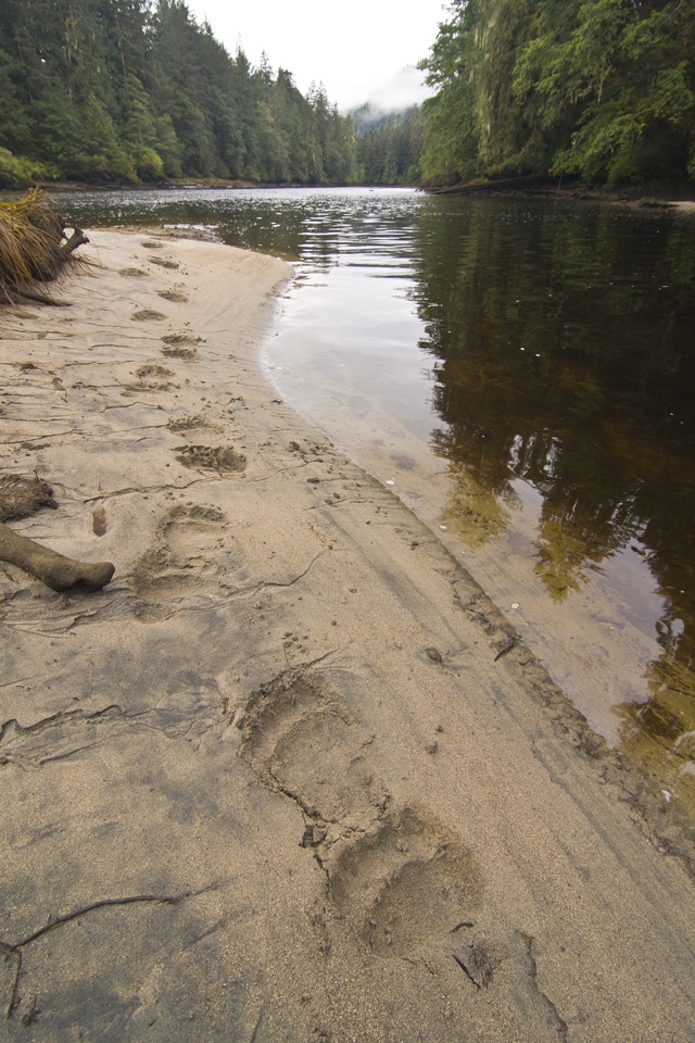 The deep tracks of a large adult grizzly beside a rainforest stream are evidence of a bear searching for salmon.  Grizzlies get as much as 65 percent of their yearly calories from these oily fish. Nobody knows exactly what would happen if an oil spill happened here, but most people suspect that salmon populations would collapse, leaving the great bears and the entire ecosystem, in jeopardy. 