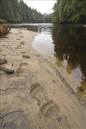 The deep tracks of a large adult grizzly beside a rainforest stream are evidence of a bear searching for salmon.  Grizzlies get as much as 65 percent of their yearly calories from these oily fish. Nobody knows exactly what would happen if an oil spill happened here, but most people suspect that salmon populations would collapse, leaving the great bears and the entire ecosystem, in jeopardy. : by timirvin, Views[518]