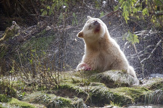 With its mouth and paws stained from the blood of salmon, a spirit bear takes a break to shake the rain from its fur.  This rare subspecies of American black bear, with a recessive gene for white fur, is only found in the Great Bear Rainforest. With a population estimated at just 400 animals, an oil spill here could have grave consequences for the spirit bear's future. 