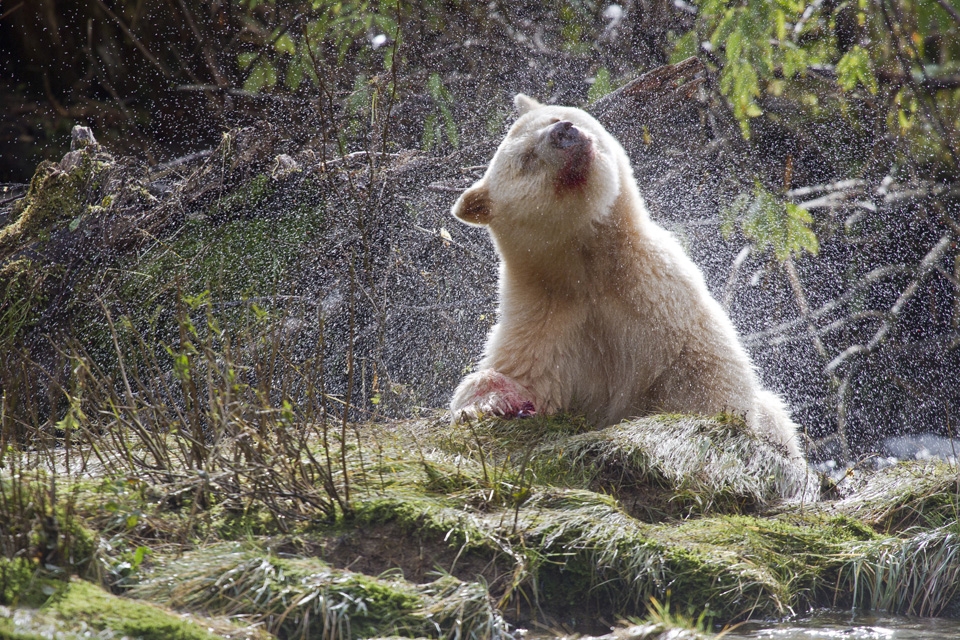 With its mouth and paws stained from the blood of salmon, a spirit bear takes a break to shake the rain from its fur.  This rare subspecies of American black bear, with a recessive gene for white fur, is only found in the Great Bear Rainforest. With a population estimated at just 400 animals, an oil spill here could have grave consequences for the spirit bear's future. 