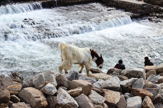A GOAT AT JHEEL SAIF UL MALUK KPK PAKISTAN