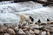 A GOAT AT JHEEL SAIF UL MALUK KPK PAKISTAN: by timm_khan93, Views[1006]