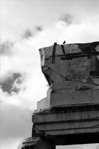 Restoration. A pillar at the forum, saved from ruin makes a good perch. 