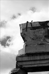 Restoration. A pillar at the forum, saved from ruin makes a good perch. : by timothyprendergast, Views[285]