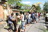 My friend Made and the boys from his village raising their home made penjor. A symbol erected for various holidays.  I was told that the straight shaft is symbolic for walking the straight (holy) path in life, but the top curving over is about the need for flexibility on this path.: by timshel_jackson, Views[493]