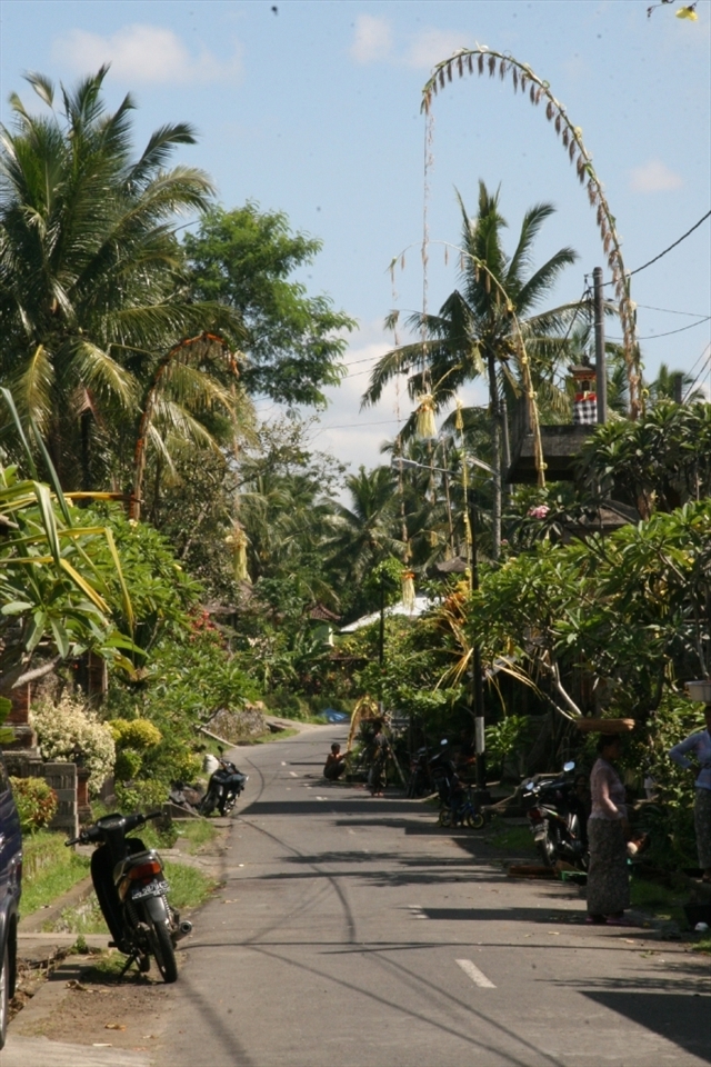 A typical penjor lined street in a residential neighbourhood of Ubud