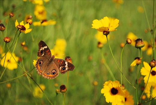 A fleeting opportunity. Shallow depth of field for feel of a painting 