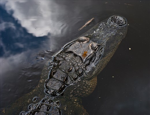 One of my friends swimming in the Everglades. Birds-eye view, see the dragonfly?