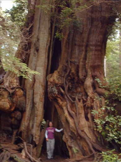 The day I shrunk; Northern California.