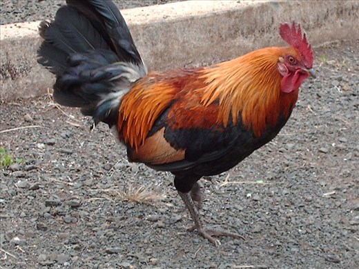 These gorgeous bastards are all over Kauai, Hawaii.  And you will admire them for 5 minutes before they drive you insane.