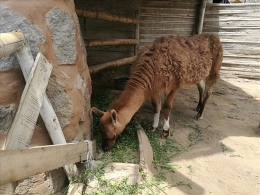 Min første Llama! 