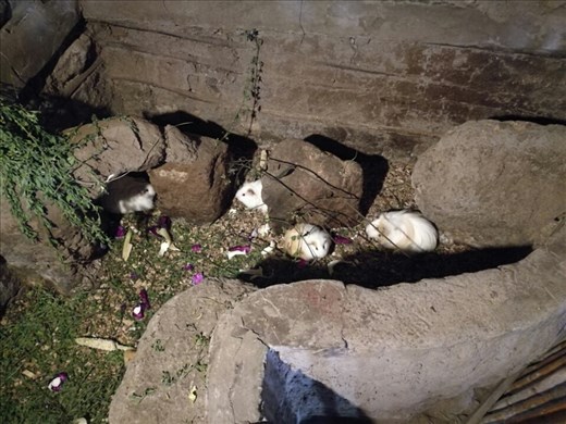 Utroligt fluffy marsvin. I Ecuador er de mad.