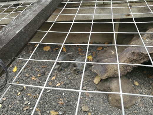 Hej venner! De her er cirka 6 måneder gamle oh skal have renset svømmepøl i dag.