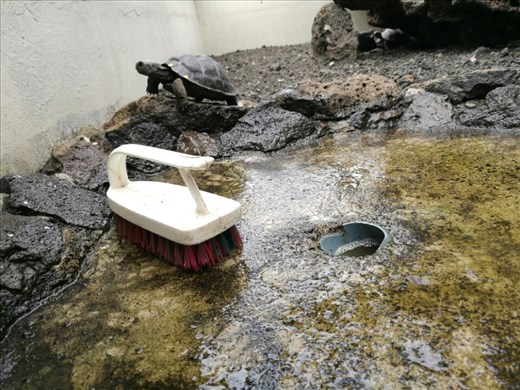 Der skal skrubbes til, hvis der skal blive rent, men det er hyggeligt når der er selskab under arbejdet.