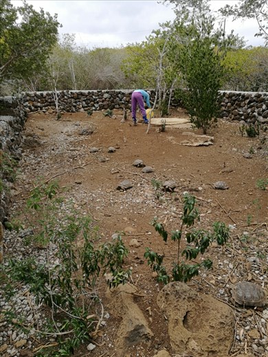 Skildpadderne i de større indhegninger skal også have skiftet vand.
