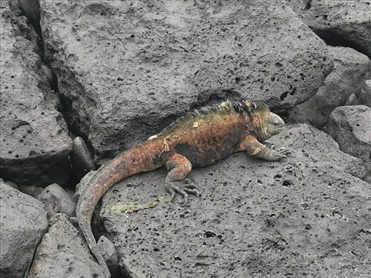 Havleguan på la Loberia stranden